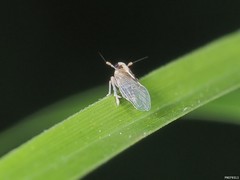 Muellerianella laminalis