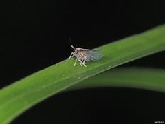 Muellerianella laminalis