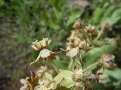 Asclepias contrayerba