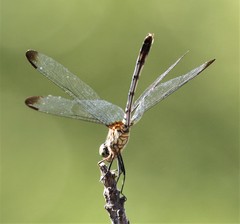 Dythemis velox