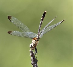 Dythemis velox