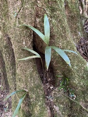 Linospadix monostachyus