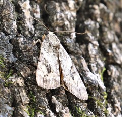 Catocala micronympha