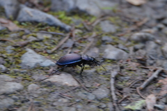 Carabus schoenherri