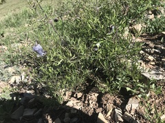 Clematis hirsutissima