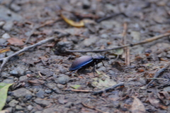 Carabus schoenherri