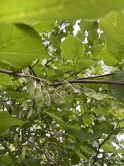 Cercis canadensis