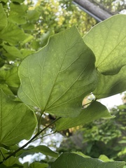 Cercis canadensis