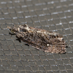 Gymnandrosoma punctidiscanum