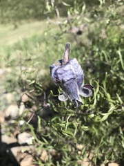 Clematis hirsutissima