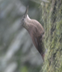 Lepidocolaptes souleyetii