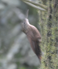 Lepidocolaptes souleyetii