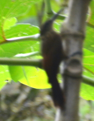 Lepidocolaptes souleyetii