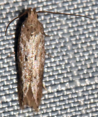 Mompha brevivittella