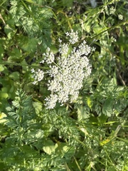 Daucus carota