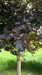 Acer platanoides