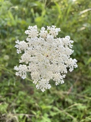 Daucus carota