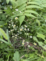 Erigeron strigosus