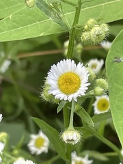 Erigeron strigosus
