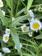 Erigeron strigosus