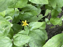 Calyptocarpus vialis