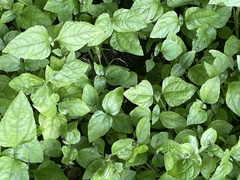 Calyptocarpus vialis