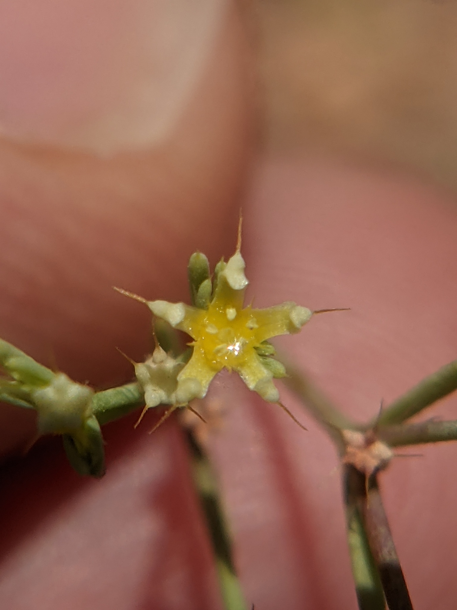 Paronychia setacea