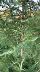 Larix laricina