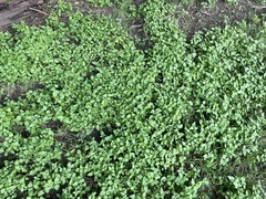 Calyptocarpus vialis