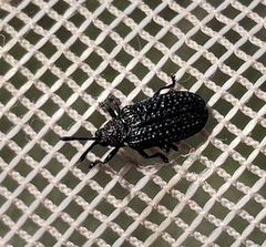 Microrhopala excavata