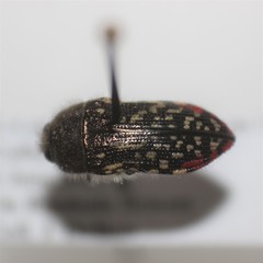 Acmaeodera miliaris