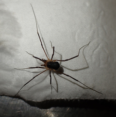 Protolophus tuberculatus