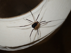 Protolophus tuberculatus