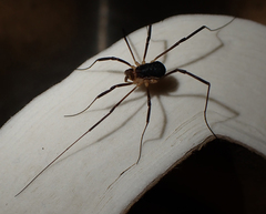 Protolophus tuberculatus