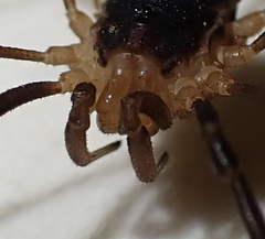 Protolophus tuberculatus