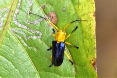 Glenea astathiformis