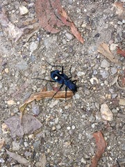 Pseudoxycheila tarsalis