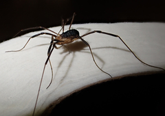 Protolophus tuberculatus