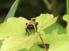 Laphria sacrator
