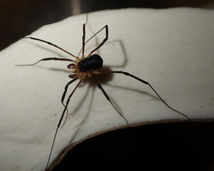 Protolophus tuberculatus