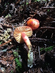 Hygrocybe marchii