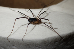 Protolophus tuberculatus