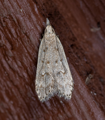 Dichomeris punctidiscellus