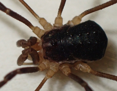 Protolophus tuberculatus