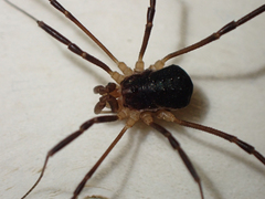 Protolophus tuberculatus