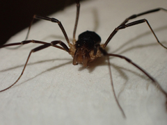 Protolophus tuberculatus