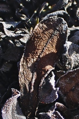 Myosotis monroi