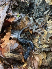 Plethodon glutinosus