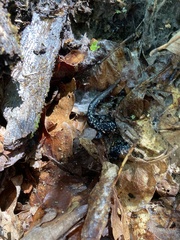 Plethodon glutinosus