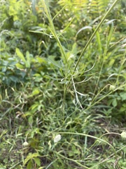 Daucus carota
